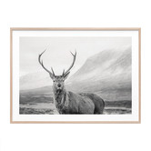 Le Concept Art Wild Stag Framed Print