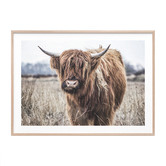 Le Concept Art Scottish Cow Framed Print