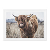 Le Concept Art Scottish Cow Framed Print