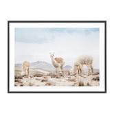 Le Concept Art Three Llamas Framed Print