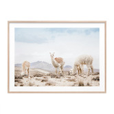 Le Concept Art Three Llamas Framed Print