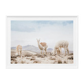 Le Concept Art Three Llamas Framed Print