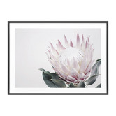 Le Concept Art King Protea II Framed Print