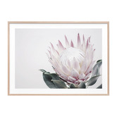 Le Concept Art King Protea II Framed Print