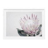 Le Concept Art King Protea II Framed Print