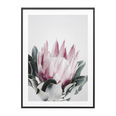 Le Concept Art Blush Protea Framed Print