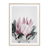 Le Concept Art Blush Protea Framed Print
