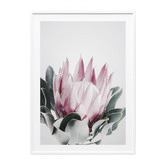Le Concept Art Blush Protea Framed Print