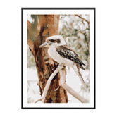 Le Concept Art Sitting Kookaburra Framed Paper Print Wall Art