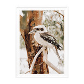 Le Concept Art Sitting Kookaburra Framed Paper Print Wall Art