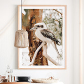 Le Concept Art Sitting Kookaburra Framed Paper Print Wall Art
