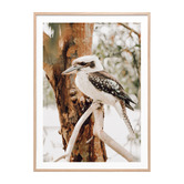 Le Concept Art Sitting Kookaburra Framed Paper Print Wall Art