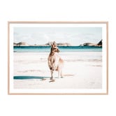 Le Concept Art Beach Paws Framed Paper Print Wall Art