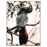 Le Concept Art Black Cockatoo Framed Canvas Wall Art