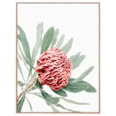 Le Concept Art Red Waratah Framed Canvas Wall Art