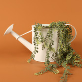 Papaya &amp; Patina Maja Emboss Watering Can Planter
