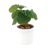 Papaya &amp; Patina 22cm Potted Faux Money Plant