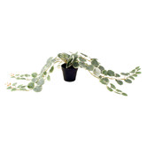 Papaya &amp; Patina 10cm Potted Faux Peperomia Plant
