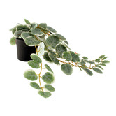 Papaya &amp; Patina 10cm Potted Faux Peperomia Plant