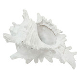 Papaya &amp; Patina White Hao Conch Shell Ornament