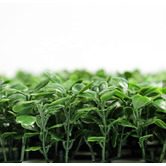 Botanic Artisan 100cm Square Faux Boxwood Screen Wall Panel