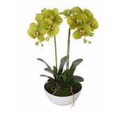 Botanic Artisan 50cm Cream Potted Faux 2 Stem Butterfly Orchid