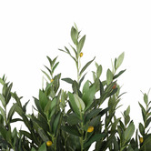 Botanic Artisan 180cm Potted Faux Bushy Olive Tree