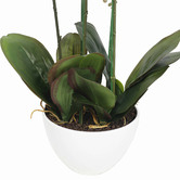 Botanic Artisan 66cm Pink Potted Multi Stem Faux Butterfly Orchid