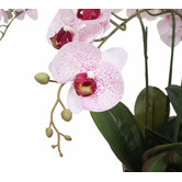 Botanic Artisan 66cm Pink Potted Multi Stem Faux Butterfly Orchid