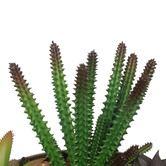 Botanic Artisan 19cm Potted Faux Mixed Succulents