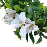 Botanic Artisan 30cm Faux White Flowering Jasmine Stems