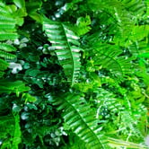 Botanic Artisan 100cm Faux Wild Tropics Vertical Garden Wall Panel