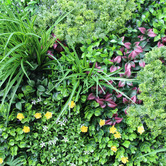 Botanic Artisan 100cm Faux Country Fern Vertical Hedge Wall Panel