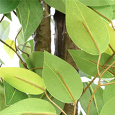Botanic Artisan 140cm Potted Faux Bushy Ficus Tree