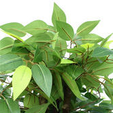 Botanic Artisan 140cm Potted Faux Bushy Ficus Tree
