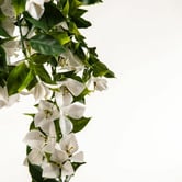 Botanic Artisan 90cm Hanging Faux Bougainvillea Plant
