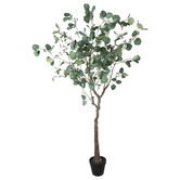 Botanic Artisan 150cm Potted Eucalyptus Polyanthemos Tree