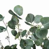 Botanic Artisan 150cm Potted Eucalyptus Polyanthemos Tree