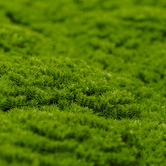 Botanic Artisan Faux Moss &amp; Green Wall Panel