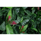 Botanic Artisan 100cm Faux Photinia Hedge Leaf Screen Wall Panel