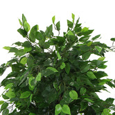 Botanic Artisan 180cm Potted Faux Ficus Tree