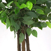 Botanic Artisan 180cm Potted Faux Ficus Tree