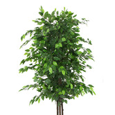 Botanic Artisan 180cm Potted Faux Ficus Tree
