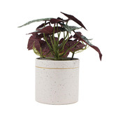 Botanic Artisan 30cm Potted Faux Begonia Plant