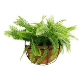 Botanic Artisan 40cm Gessner Faux Fern in Basket