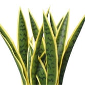 Botanic Artisan 60cm Bentham Potted Faux Sansevieria Plant