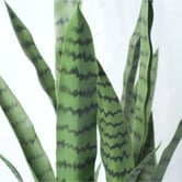 Botanic Artisan 90cm Riley Potted Faux Snake Plant