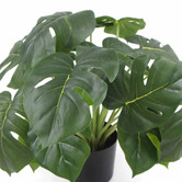 Botanic Artisan 50cm Bailey Potted Faux Philodendron Plant