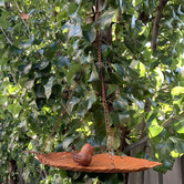 The Complete Garden Hanging Leaf Bird Feeder