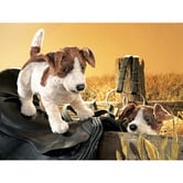 Folkmanis Kids' Jack Russell Smooth Coat Puppet